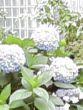 060623ajisai1