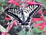 061025butterfly